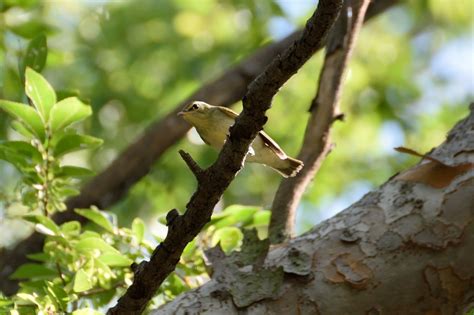 ももちゃんの花結び・・・ 久宝寺緑地で出会った野鳥