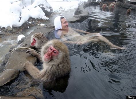 Snow Monkeys Chill In Hot Springs (PHOTOS) - XciteFun.net