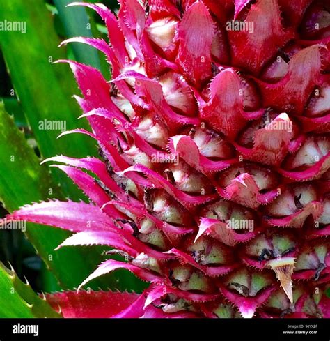 Ornamental pineapple plant close-up, Anasas bracteatus Stock Photo - Alamy