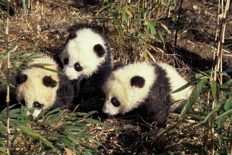 Three Baby Pandas Playing The Bamboo Bush Wolong Sichuan Province