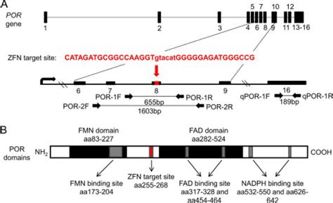 Zinc Finger Nuclease Knock Out Of NADPH Cytochrome P450 Oxidoreductase