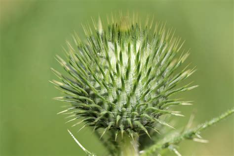 Mean Cirsium Vulgare - Free photo on Pixabay