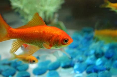 15 Exotic Freshwater Tropical Fish Species Information - Tail and Fur