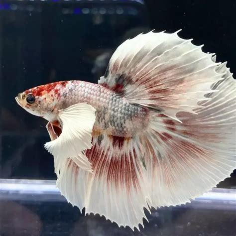 Halfmoon Betta Fish Types Care Artofit