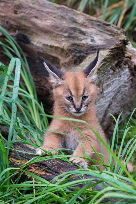 Recently Named Caracal Kittens Go Exploring - ZooBorns