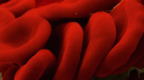 Drug-Toting Red Blood Cells Could Vanquish Allergies and Autoimmune ...