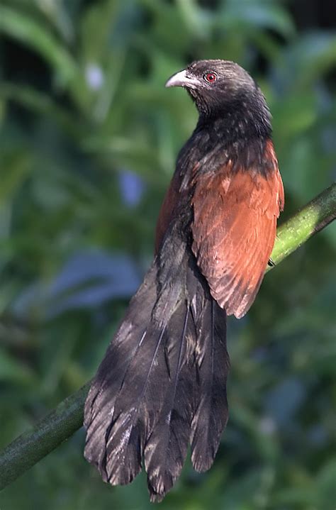 Philippine Coucal Centropus Viridis Grandpa50 Flickr