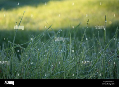Fresh Dewy Grass Hi Res Stock Photography And Images Alamy