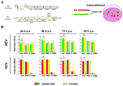 Co Replication Of HCV And HEV In Huh7 5 Cells A Scheme Of The