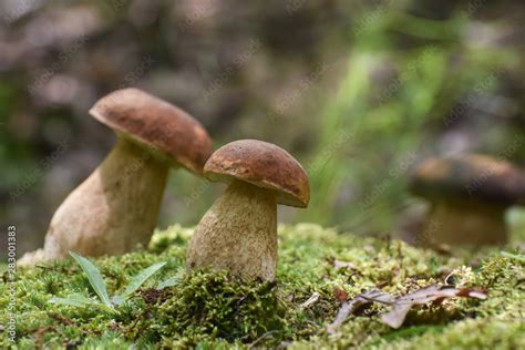 Boletus Mushroom Boletus Aereus In The Forest Forest Fungi Boletus