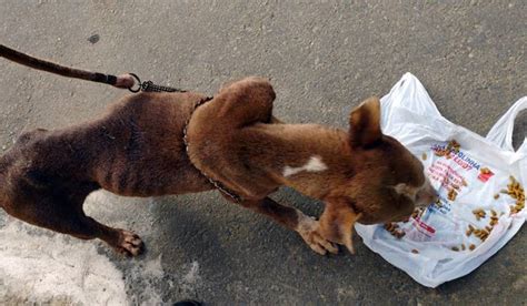 Pit Bull em maus tratos e usado por traficantes para guardar imóvel é