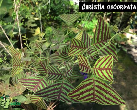 Vibrant Color Organic Large Leaf Christia Obcordata Butterfly Wing