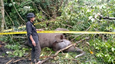 Forum Konservasi Gajah Indonesia Fakta Tantangan Konservasi Gajah