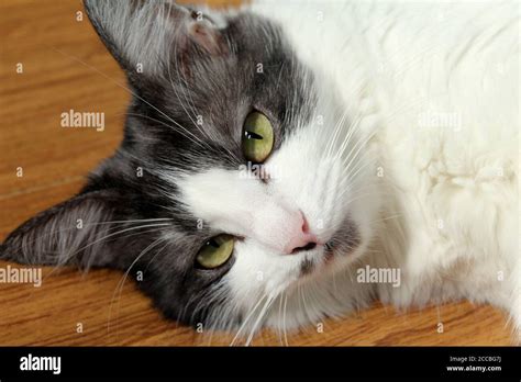 A Portrait Of A Female Cat Lying Down With A Black And White Body