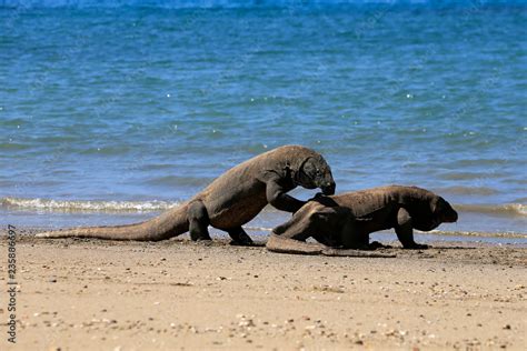 Two komodo dragons on beach, Komodo Island, East Nusa Tenggara ...