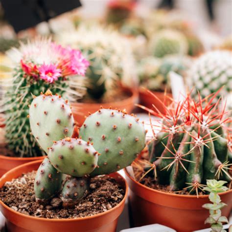 The Difference Between Cacti And Succulents Care Guide The Girl With A Shovel