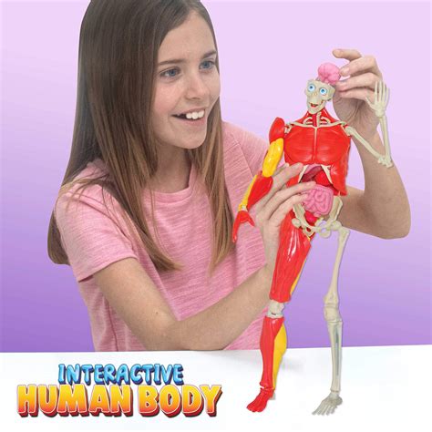 Be Amazing! Toys Interactive Human Body Fully Poseable Anatomy Figure – 14” Tall Human Body ...