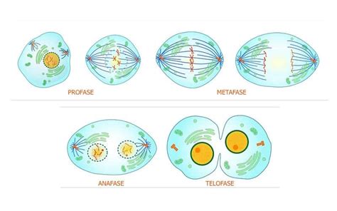 Etapas De La Mitosis Cursos Online Web