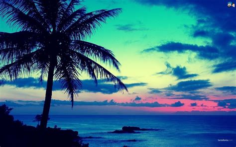 Coconut Tree Palm Trees Sky Sea Horizon Hd Wallpaper Wallpaper Flare