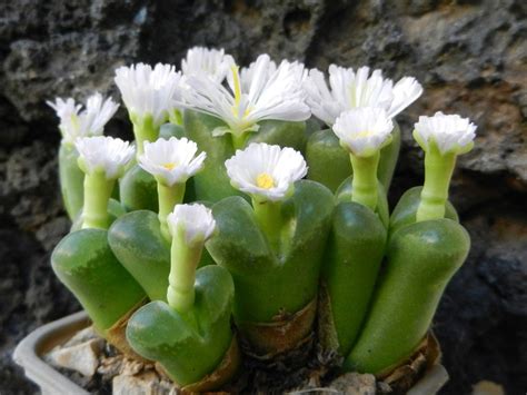 Conophytum Longum Sb Syn Ophthalmophyllum Longum Flickr