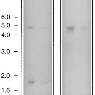 Northern Blot Analysis Of Total Rna From S Ramocissimus Isolated