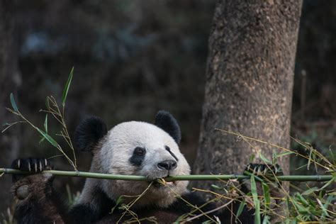 Multimedia Gallery New Information On The Feeding Habits Of Pandas