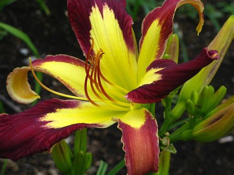 Daylilies Plant Care And Collection Of Varieties