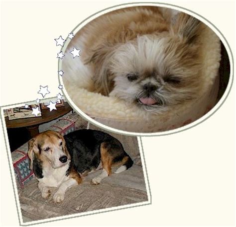 Shih Tzu Memorial