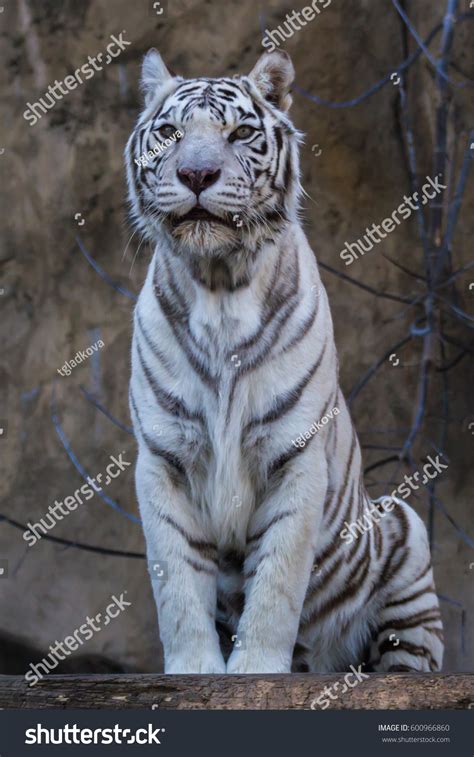 White Tiger Bengal Tiger Species Congenital Stock Photo 600966860