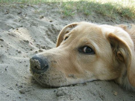 Dog Digging Stock Photos Images And Backgrounds For Free Download