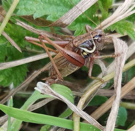 Roesel S Bush Cricket From Sainte Honorine Des Pertes 14520 Aure Sur