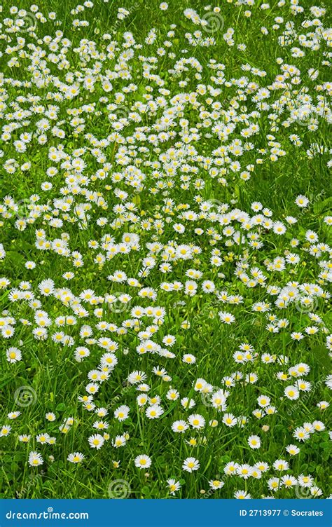 A Lawn Of White Flowers Stock Image Image Of Season Beautiful 2713977