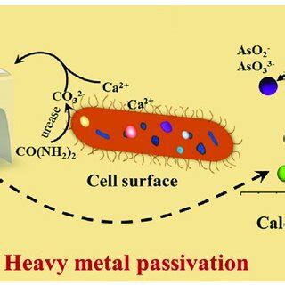 urease producing bacteria   scientific diagram