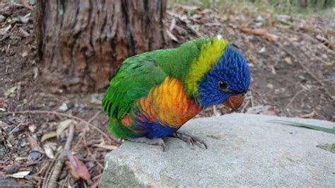 Baby Rainbow Lorikeet Nsw Australia Raww