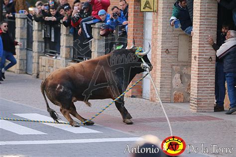 TORO SAN BLAS ENMAROMADO DE YUNCOS 2019 Almas Taurinas