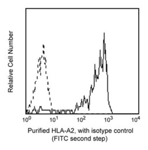 Hla A2 Mouse Anti Human Unlabeled Clone Bb72 Bd 01mg Unlabeled