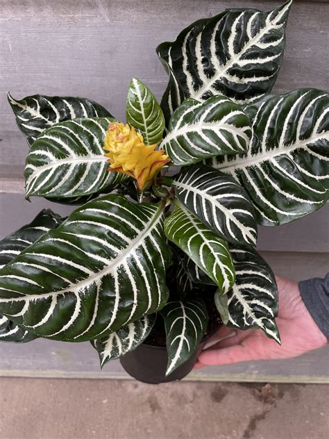 Aphelandra Tri State Foliage Prebook Shop