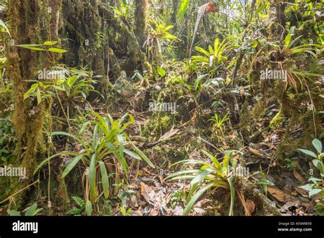 Many Terrestrial Bromeliads Growing In Montane Rainforest With Mossy Tree Trunks In The