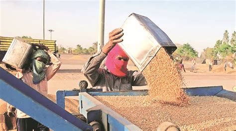 Punjab Government Has Decided To Offload 30 Lakh Metric Tons Of Wheat