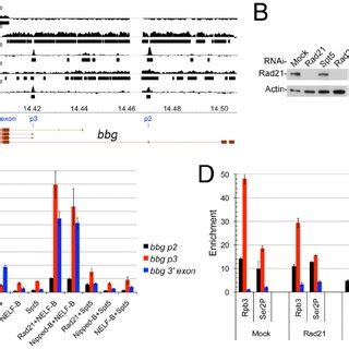 Effects Of Cohesin Rad Nipped B Spt And Nelf B Depletion On Big