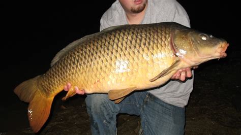 How Big Do Grass Carp Get