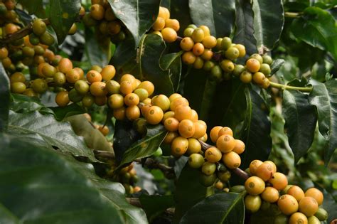 O que é o café Bourbon Amarelo e qual o seu diferencial em relação ao