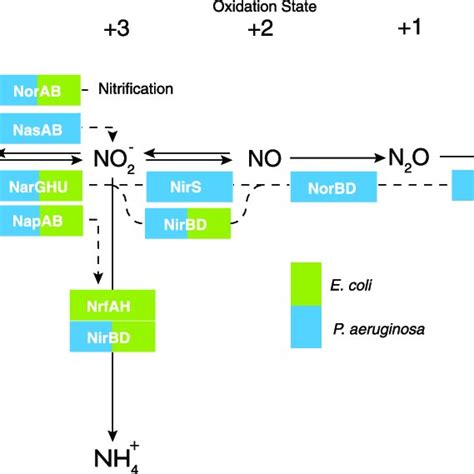 Nitrogen Respiration Pathways In E Coli And P Aeruginosa The