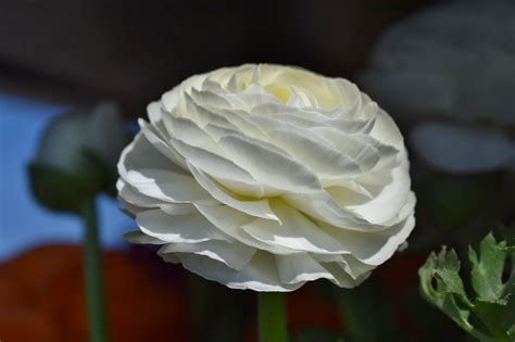 Ranunkel Blume Ranunculus Kostenloses Foto Auf Pixabay