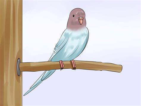 How To Trim A Bird S Beak 9 Steps With Pictures Wikihow