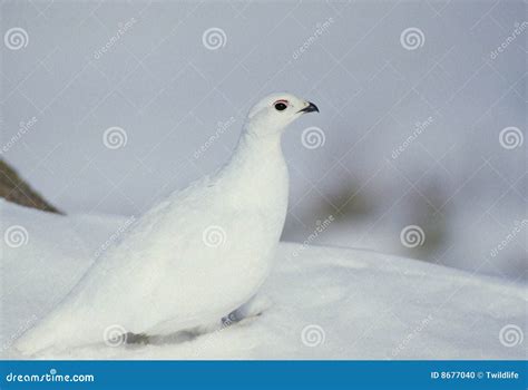 Ptarmigan In Snow Stock Photo Image 8677040