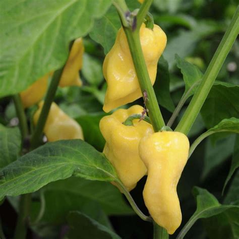 Seeds for White Habanero Hot Pepper | Capsicum chinense | Amkha Seed