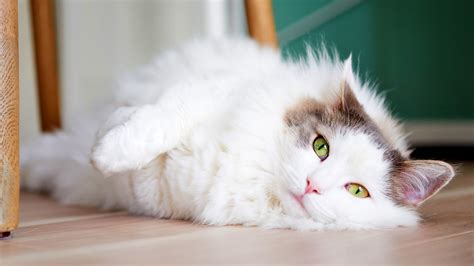 How To Reduce Cat Shedding And What Causes It Petsradar