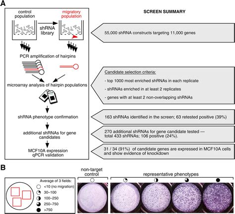 A Genome Wide Rnai Screen Identifies Multiple Rsk Dependent Regulators