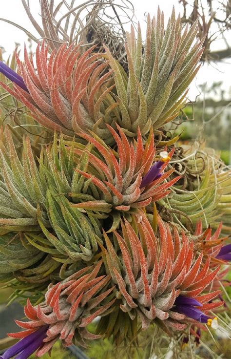 Bromeliads In Australia Tillandsia Ionantha Tillandsia Ionantha Air Plant Garden